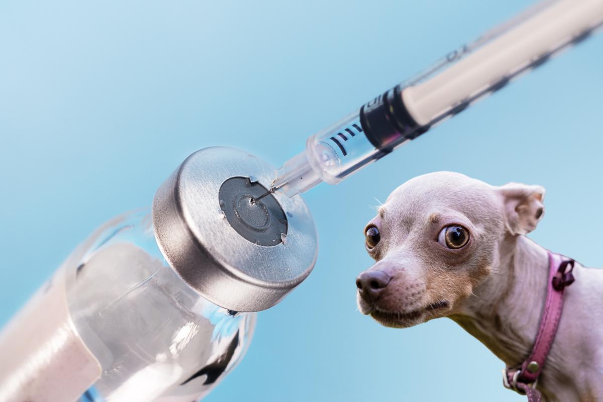 Insulina para cachorros - Dosagem, tipos e preço