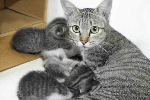Gatos reconhecem seus filhotes? - As gatas se lembram dos filhotes?