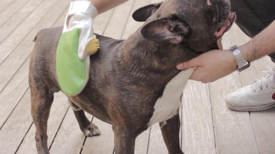 Cachorro com caspa e queda de pelo - Causas - Caspa e queda de pelos em cachorros por problemas cutâneos