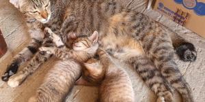 Gatos reconhecem seus filhotes?