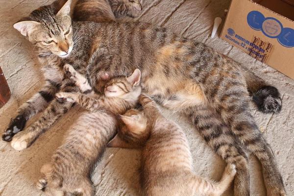 Gatos reconhecem seus filhotes?