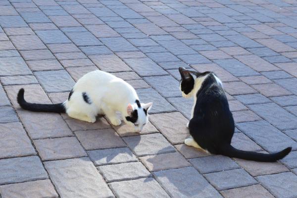 Gatos reconhecem seus filhotes? - Gatos reconhecem seus filhotes após crescerem ou não?