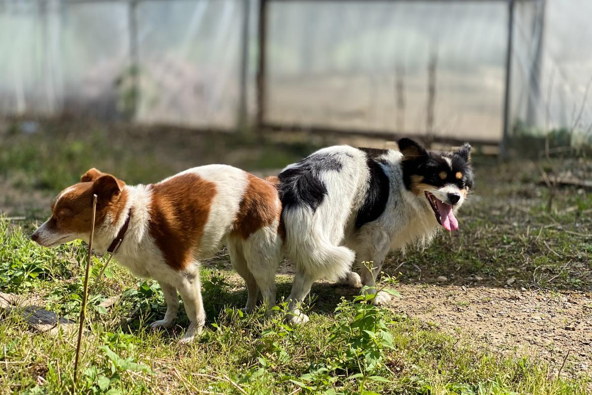 Existe pílula do dia seguinte para cachorro?