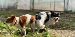 Existe pílula do dia seguinte para cachorro?