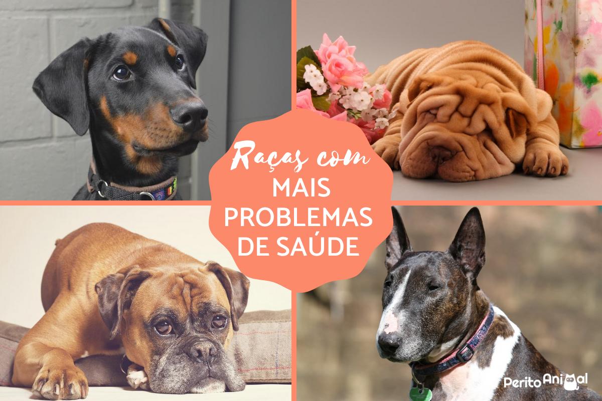 As raças de cachorros com mais problemas de saúde
