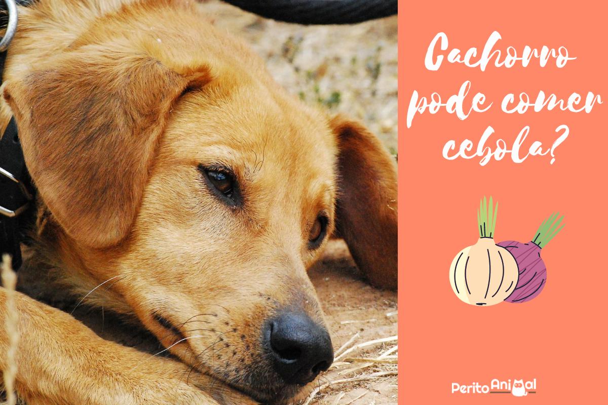 Cachorro pode comer cebola?
