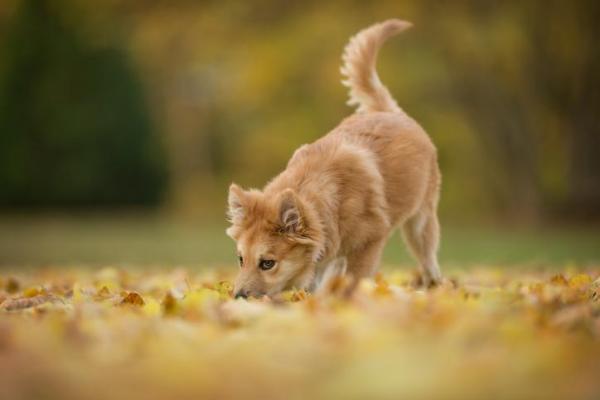 Cachorro arranhando o chão - Causas e o que fazer - E se o cachorro ele escava a terra?