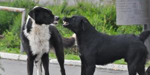 Meu cachorro não consegue cruzar: principais causas e solução