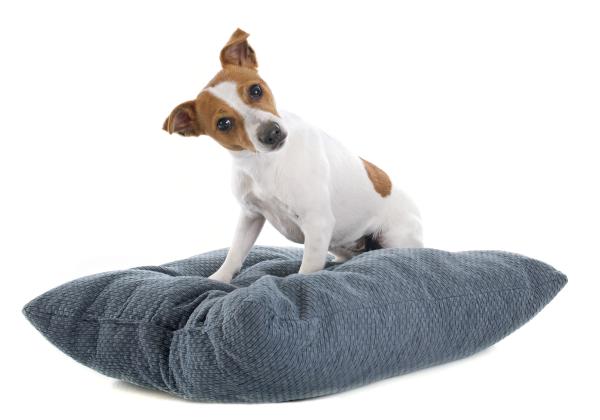 Cachorro arranhando o chão - Causas e o que fazer - O cachorro arranha a cama ou o chão do local onde dorme?