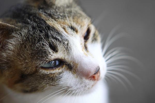 Por que meu gato lacrimeja tanto? - Alergia