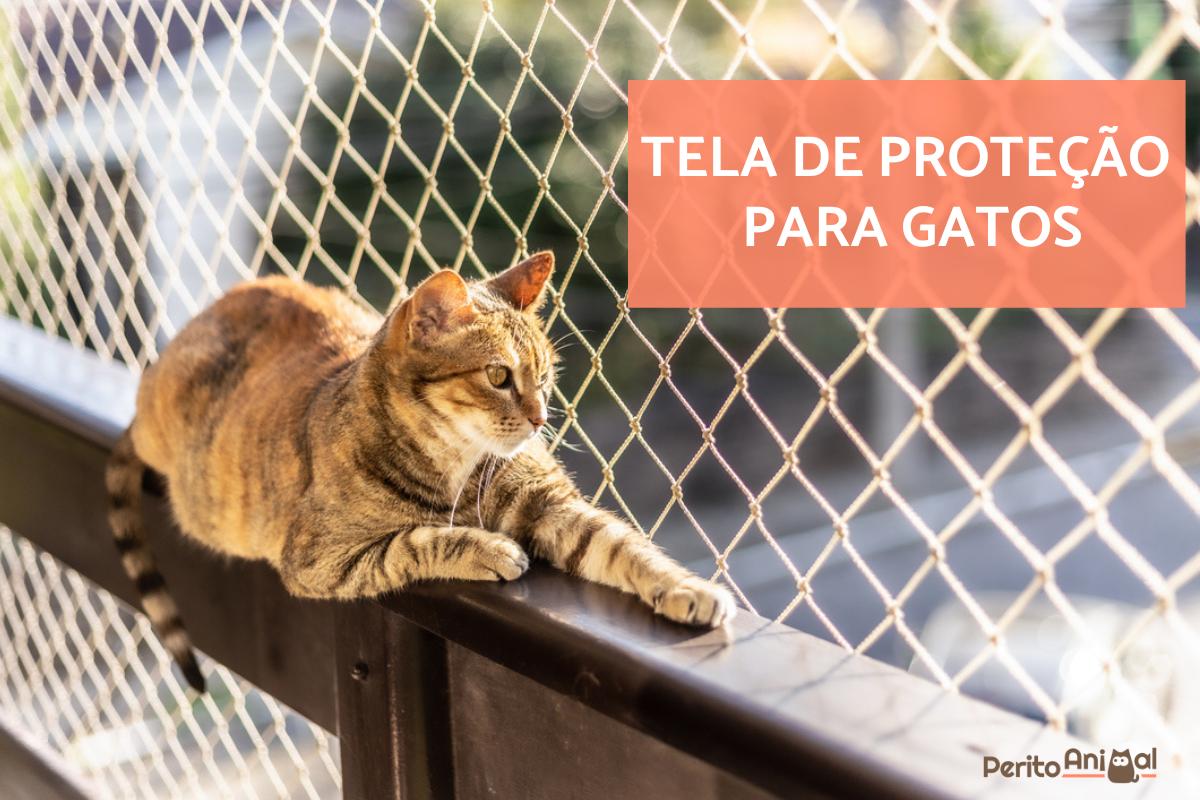 Gatos em apartamento: precisa de tela de proteção?