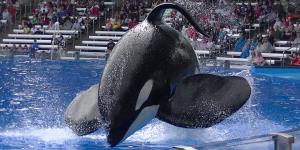 História de Tilikum - a orca que matou a treinadora