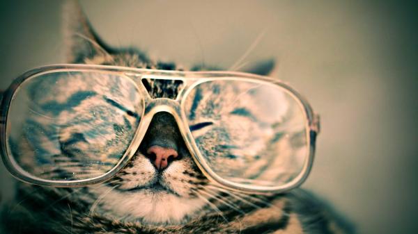 Por que meu gato lacrimeja tanto? - Infecções
