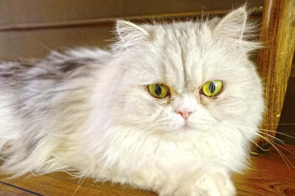 Por que meu gato lacrimeja tanto? - Lacrimal bloqueado ou epífora