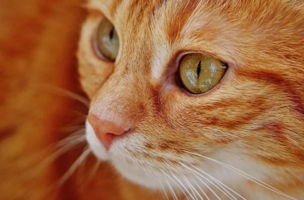 Por que meu gato lacrimeja tanto? - Objeto estranho no olho