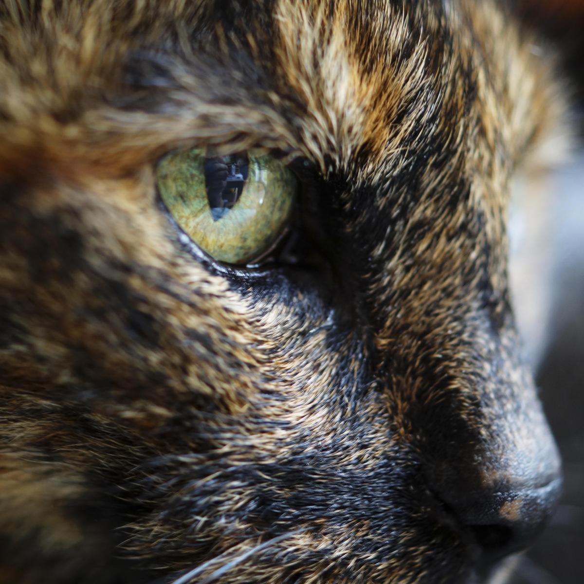 Por que meu gato lacrimeja tanto?