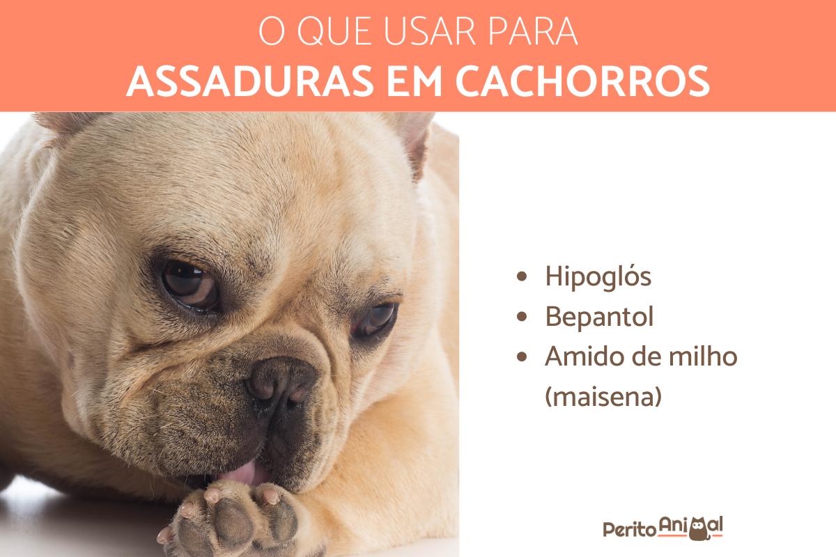 Assaduras em cachorros - Sintomas e como tratar