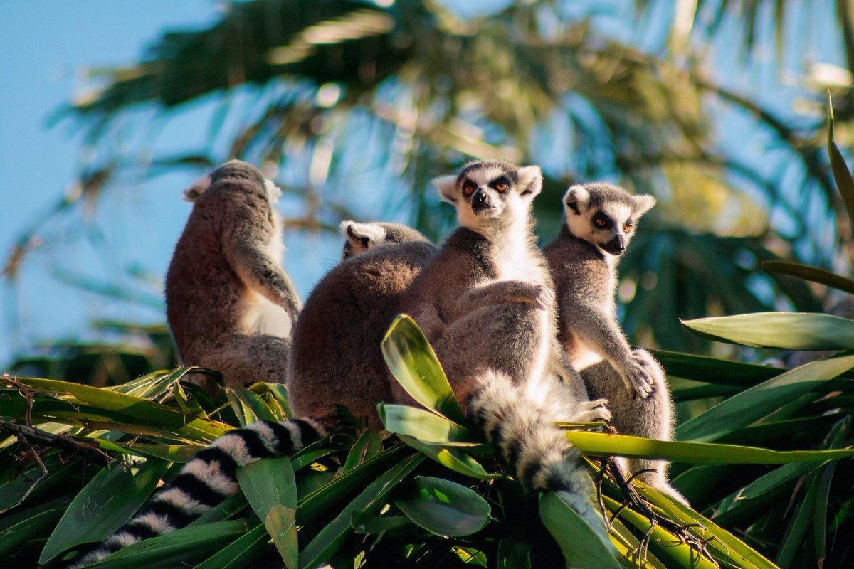 Animais de Madagascar