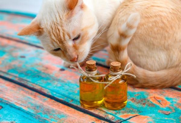 10 cheiros que os gatos adoram - Cheiros que os gatos adoram: oliveira