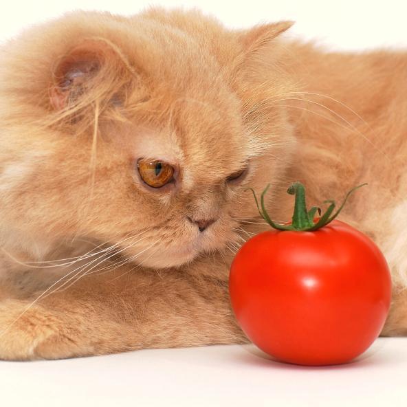 Frutas e legumes proibidos para gatos