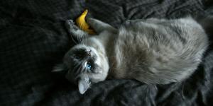 Gato pode comer banana?