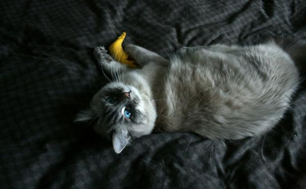 Gato pode comer banana?
