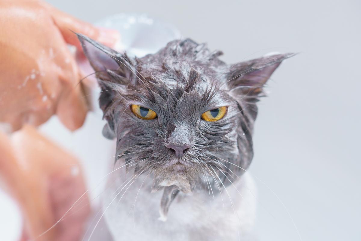 Quanto tempo depois de castrado o gato pode tomar banho?