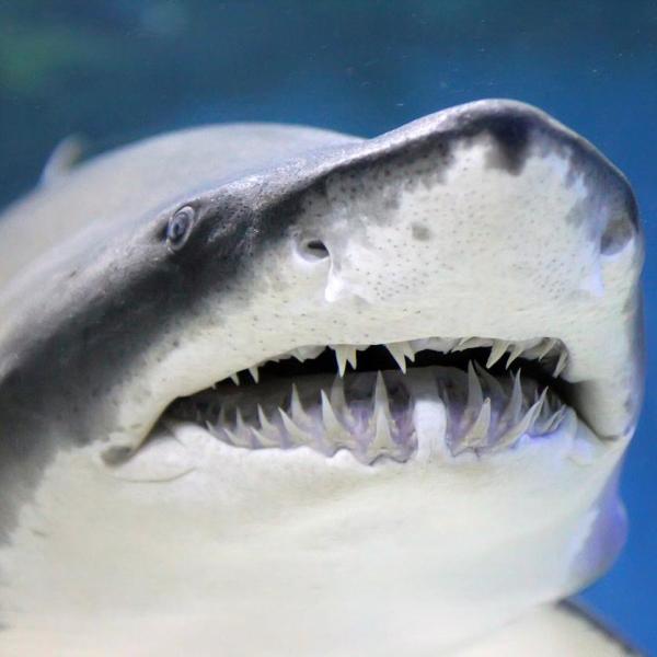 Dentes De Tubarao Escuros