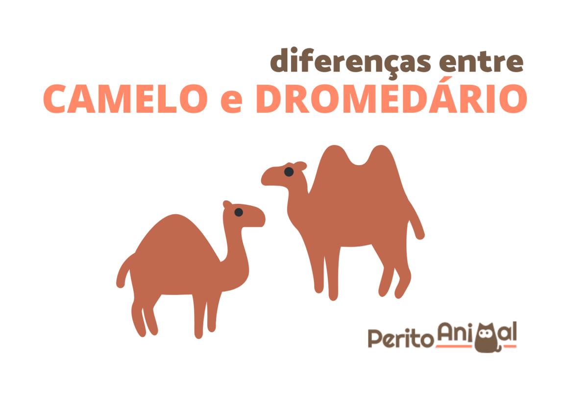 Diferenças entre camelo e dromedário