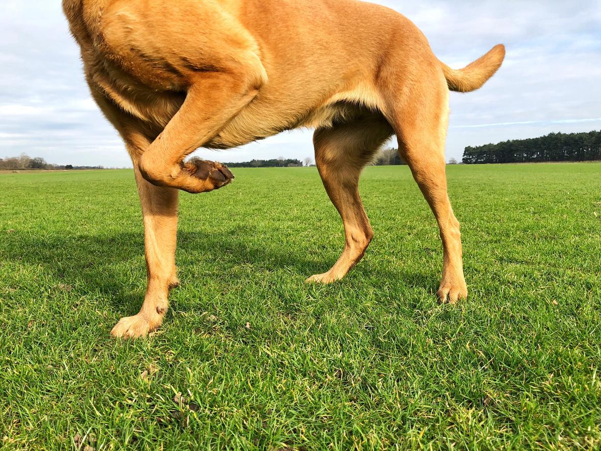 ARTRITE em CACHORROS - Sinais clínicos e tratamento