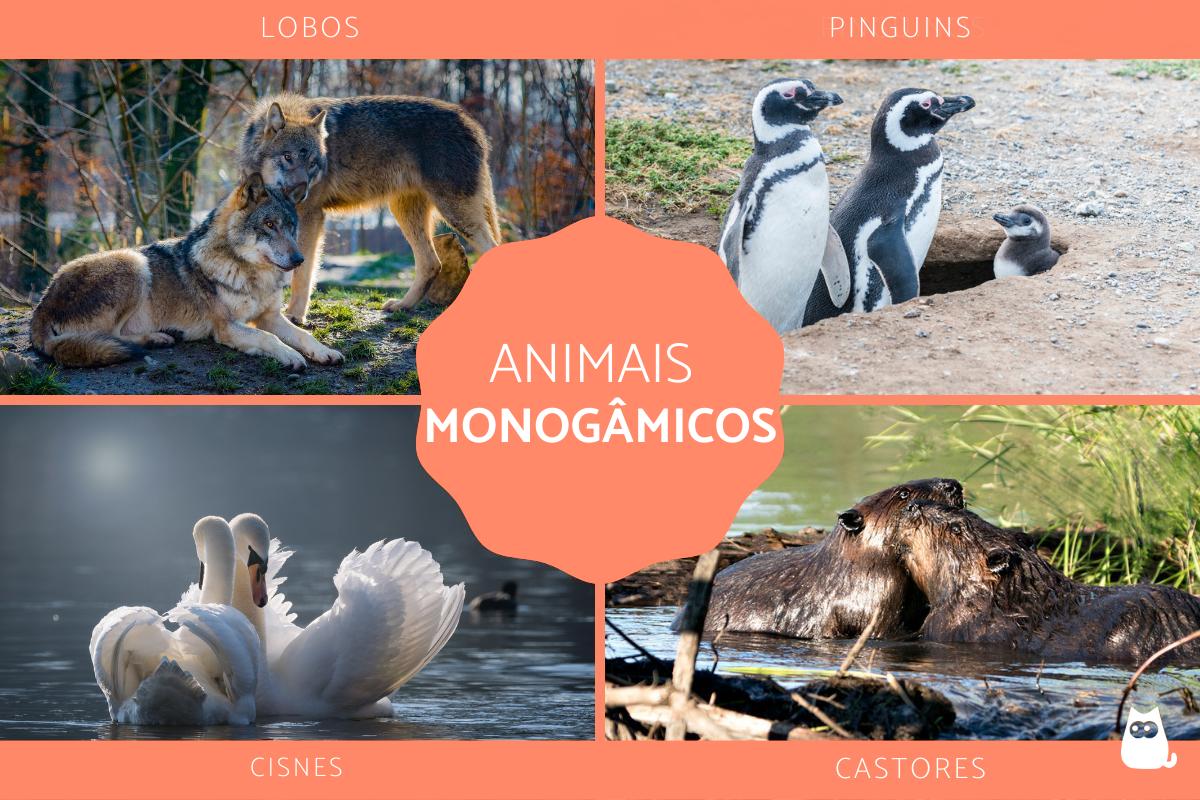 Animais monogâmicos - Características e exemplos