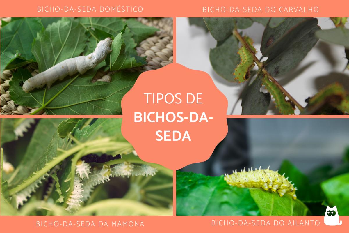 Tipos de bichos-da-seda