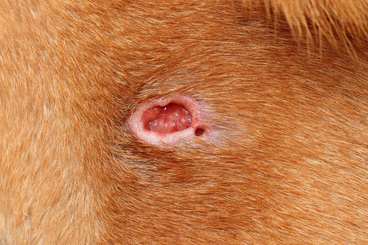 Como curar ferida em carne viva em cachorro?