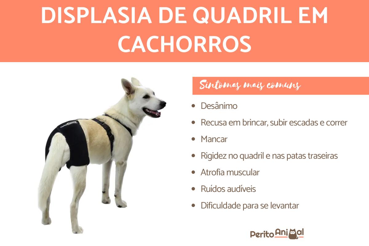 Displasia de quadril em cachorros - Sintomas e tratamento