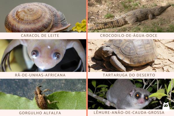 Estivação - Significado e exemplos de animais - Animais que entram em estivação