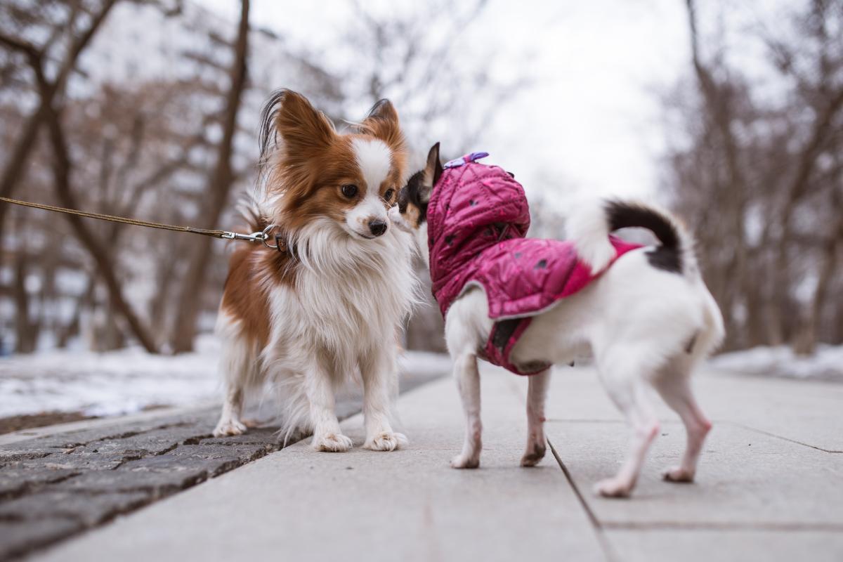 Cadela castrada pode cruzar?