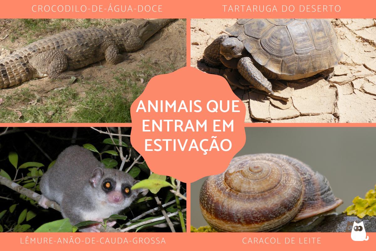 Estivação - Significado e exemplos de animais