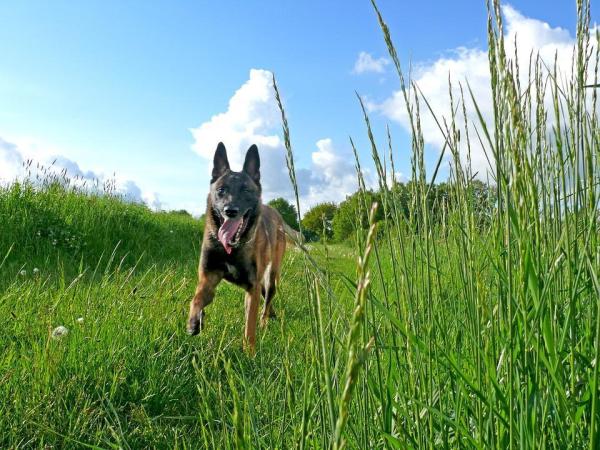 As melhores raças de cães policiais -