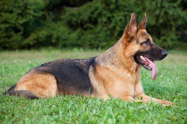 As melhores raças de cães policiais -