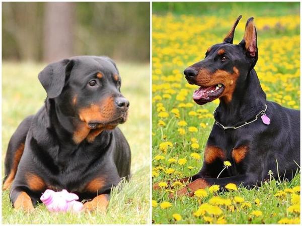 As melhores raças de cães policiais -