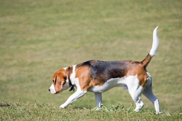 As melhores raças de cães policiais -