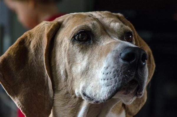 As melhores raças de cães policiais -