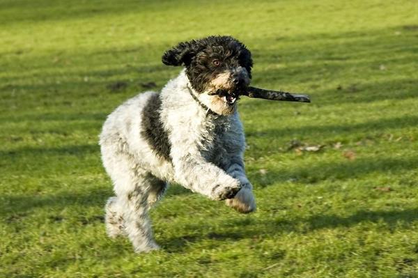 As melhores raças de cães policiais -