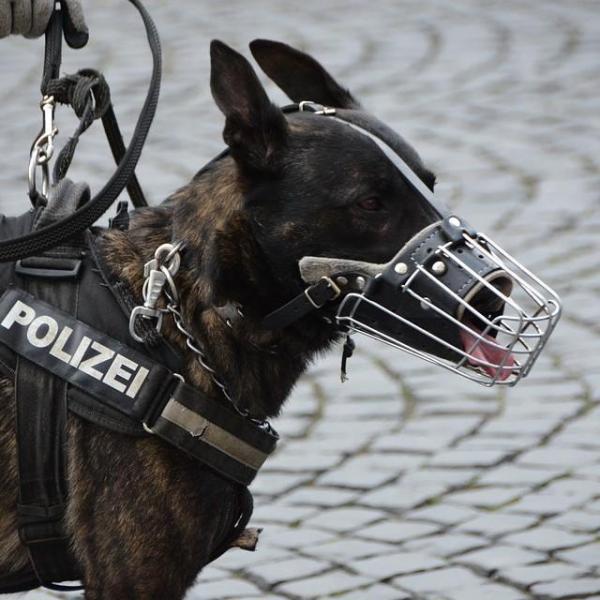 As melhores raças de cães policiais