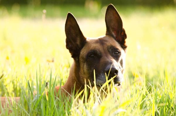 As melhores raças de cães policiais - Cães de intervenção
