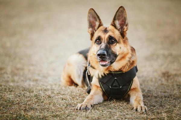 As melhores raças de cães policiais - Cães de salvamento