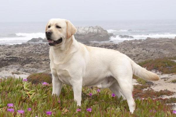 As melhores raças de cães policiais - Cães detectores