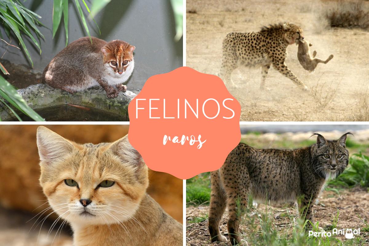 Felinos raros: fotos e características