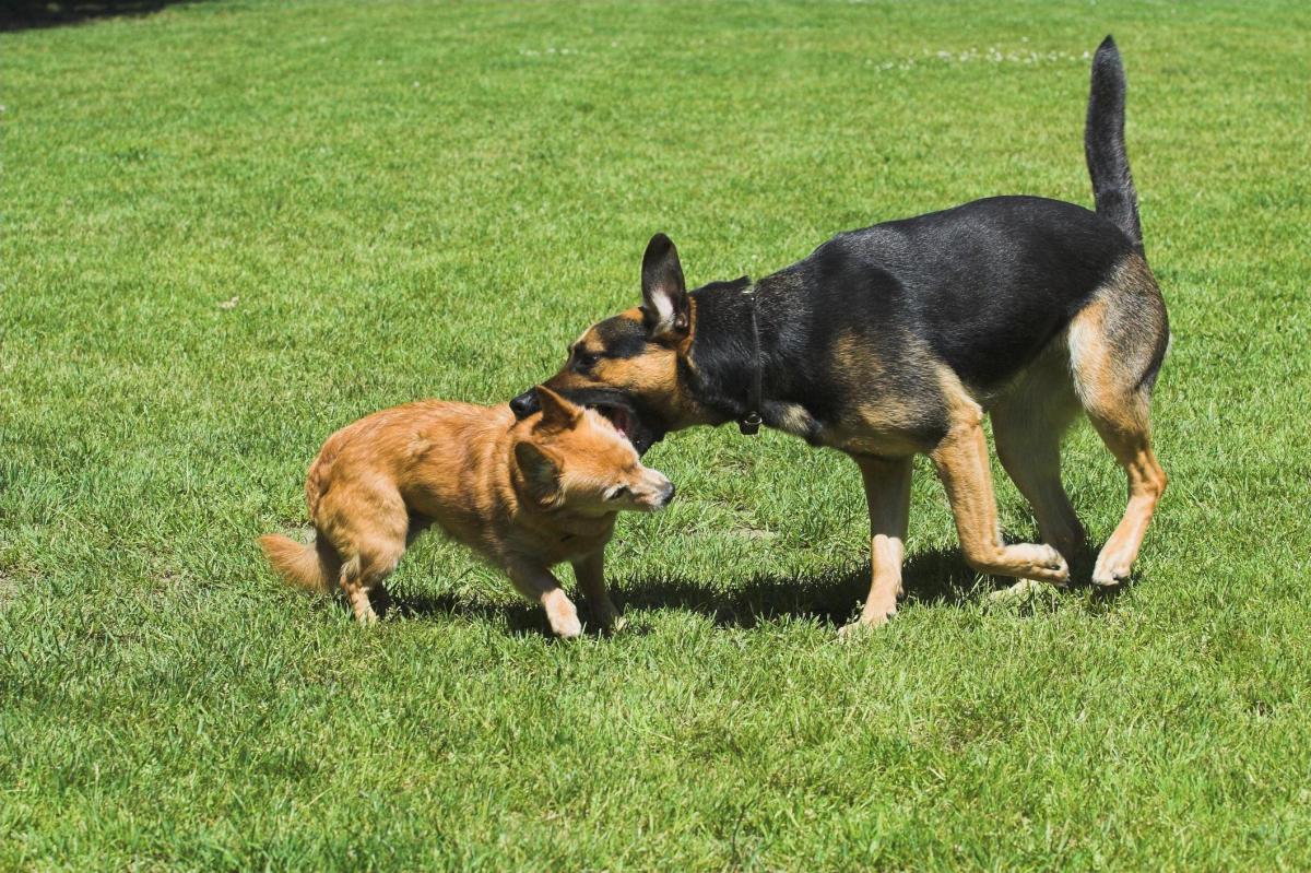 Meu cachorro foi mordido por outro cachorro, o que fazer?