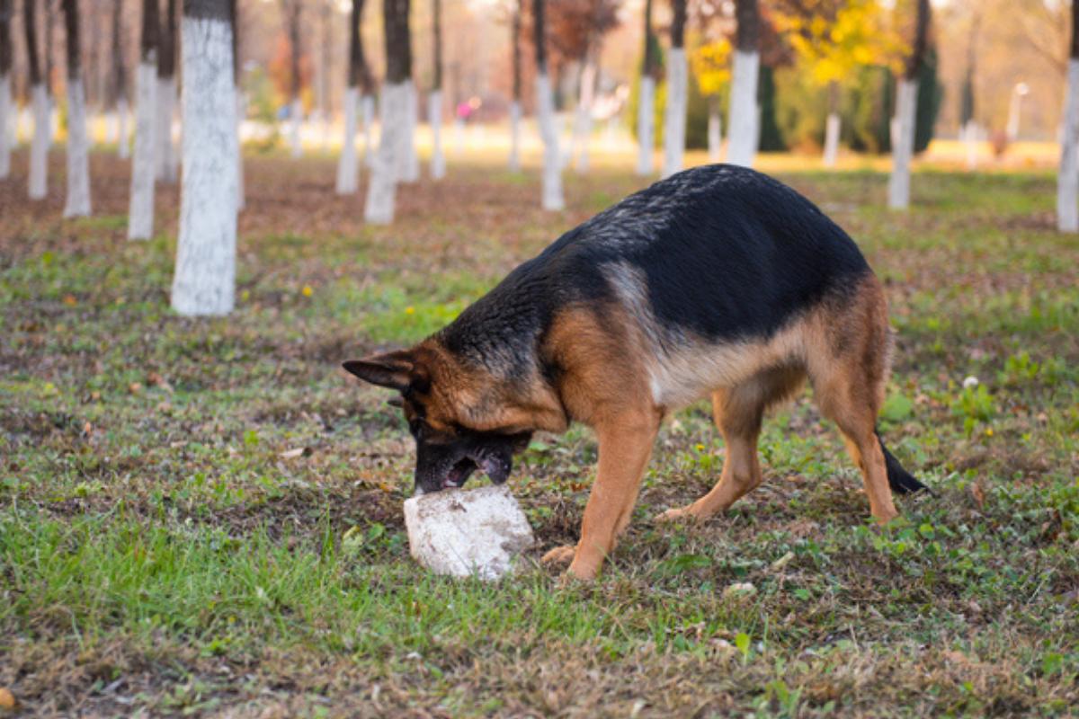 Cachorro comendo pedra: causas e o que fazer